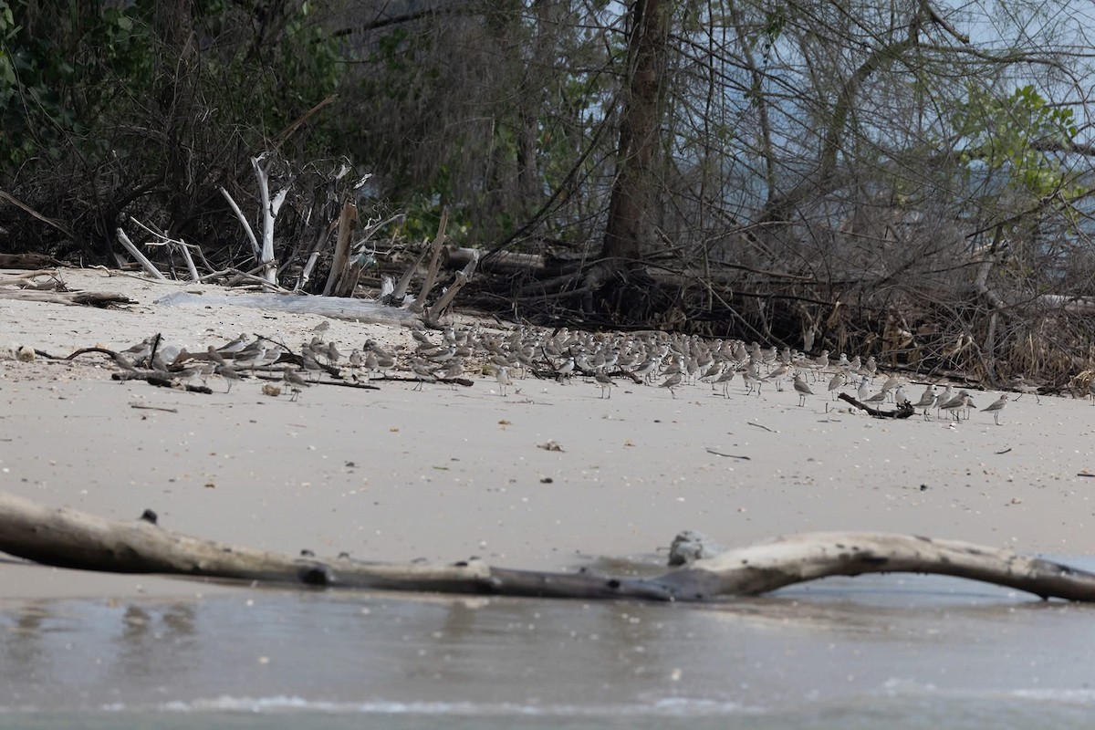 Siberian/Tibetan Sand-Plover - ML636531963