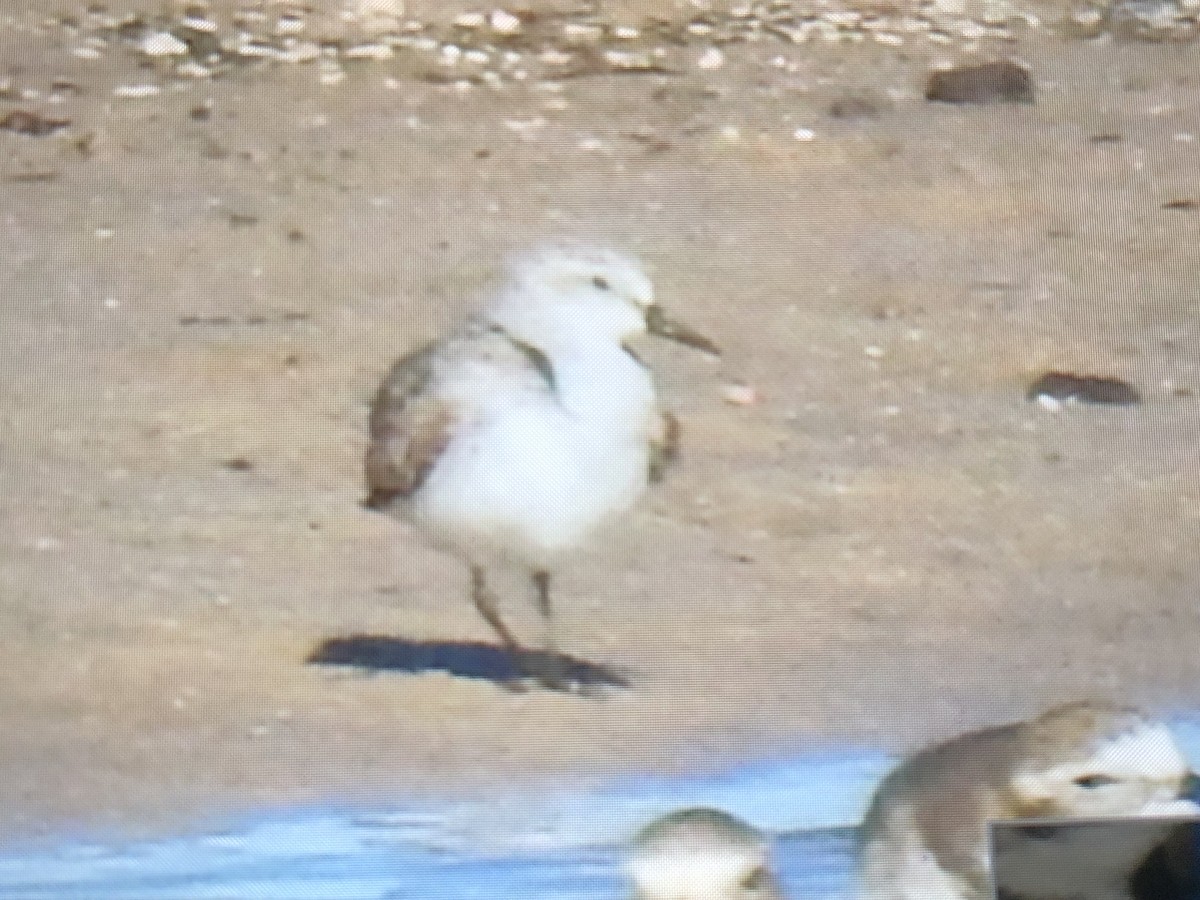 Sanderling - ML636532000