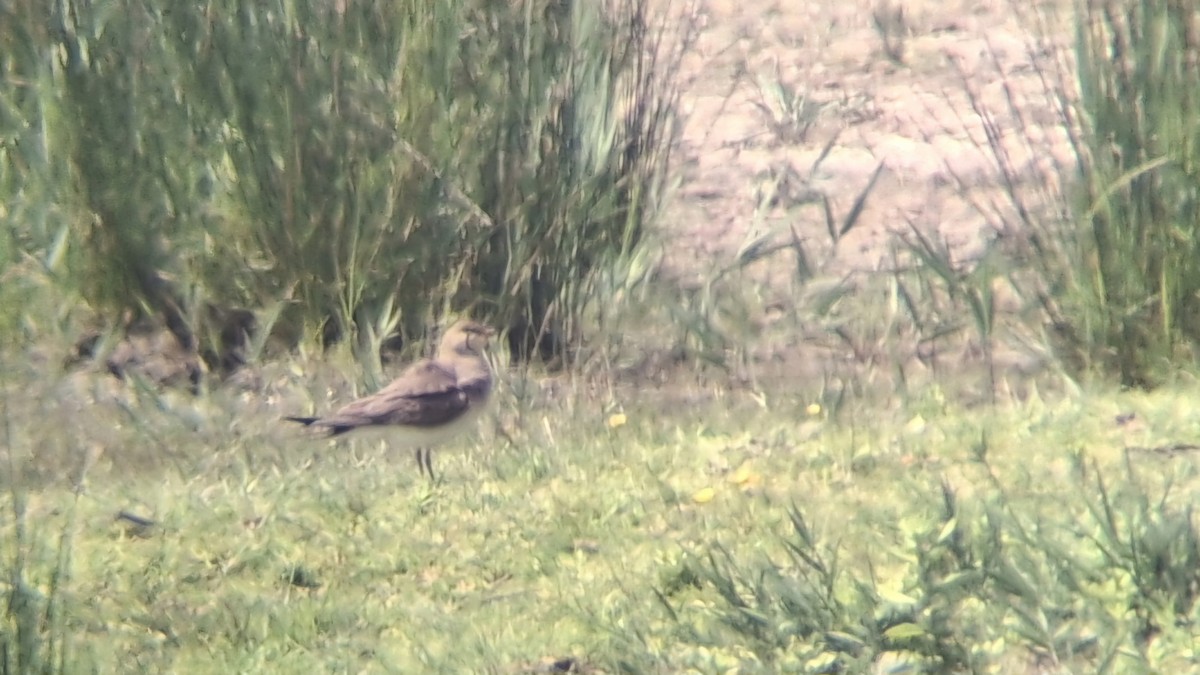 Collared Pratincole - ML636532217