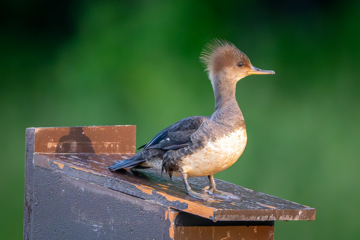 Hooded Merganser - Matthew Herron