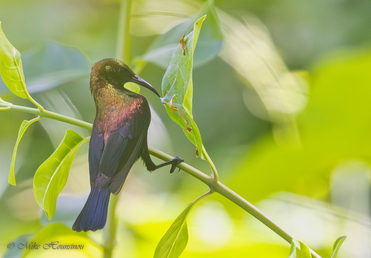 Copper Sunbird - ML636532280