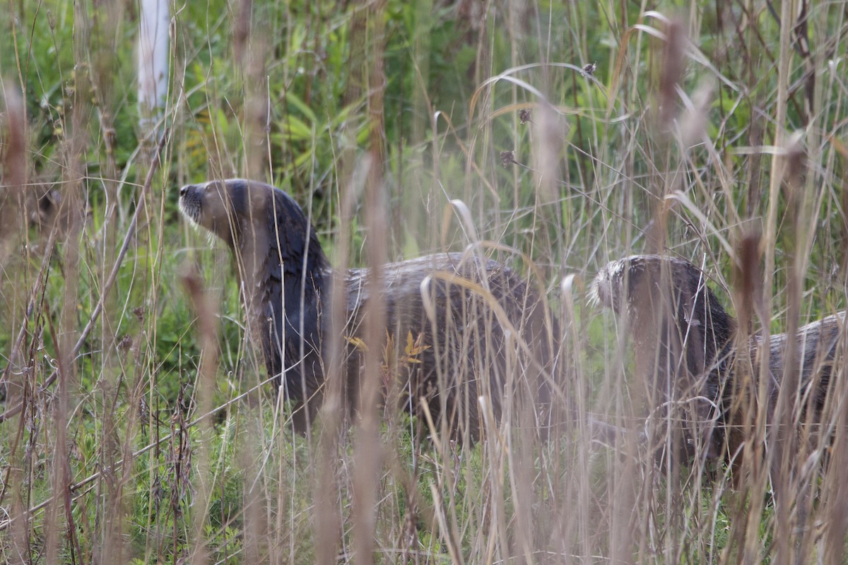 北美水獺 - ML636532361