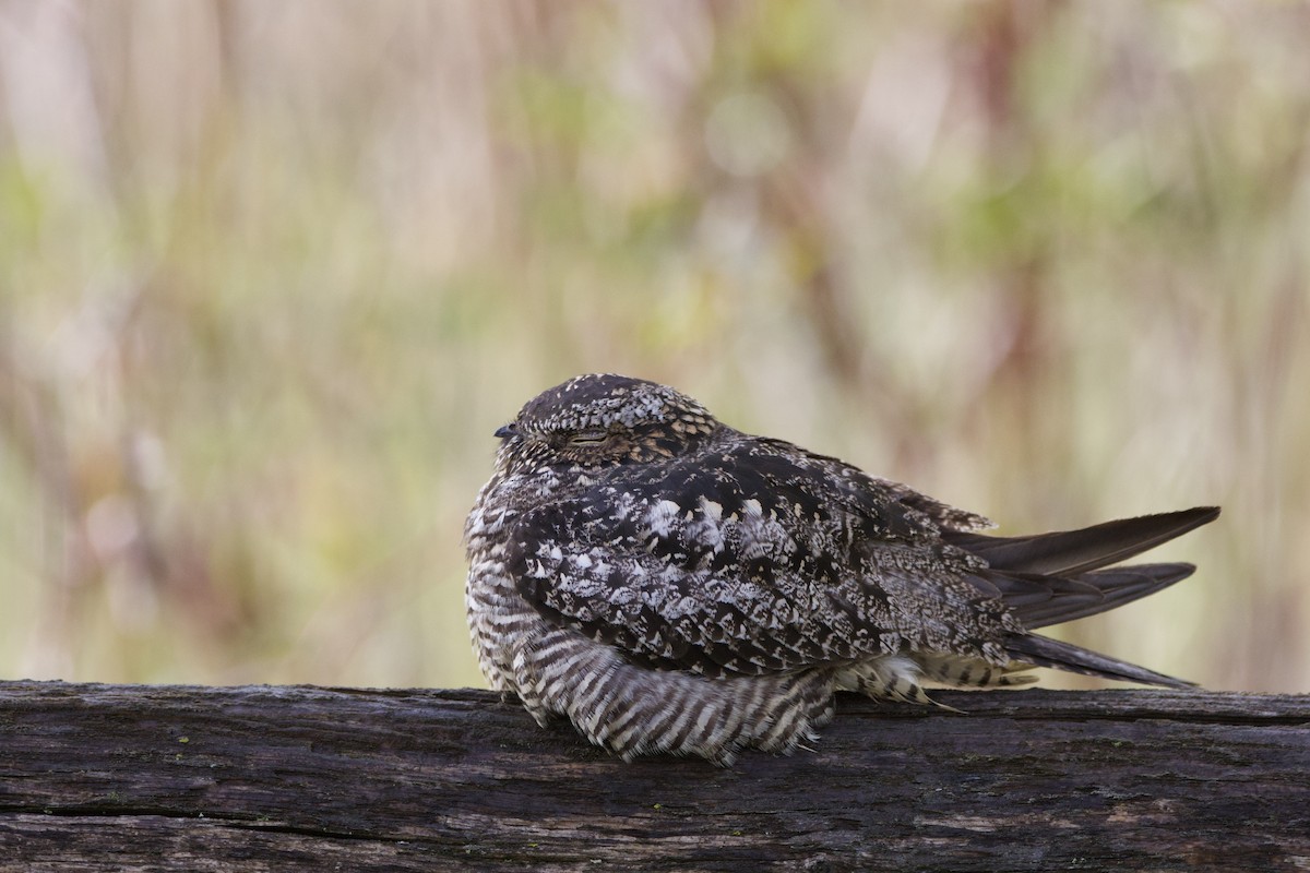 Common Nighthawk - ML636532366