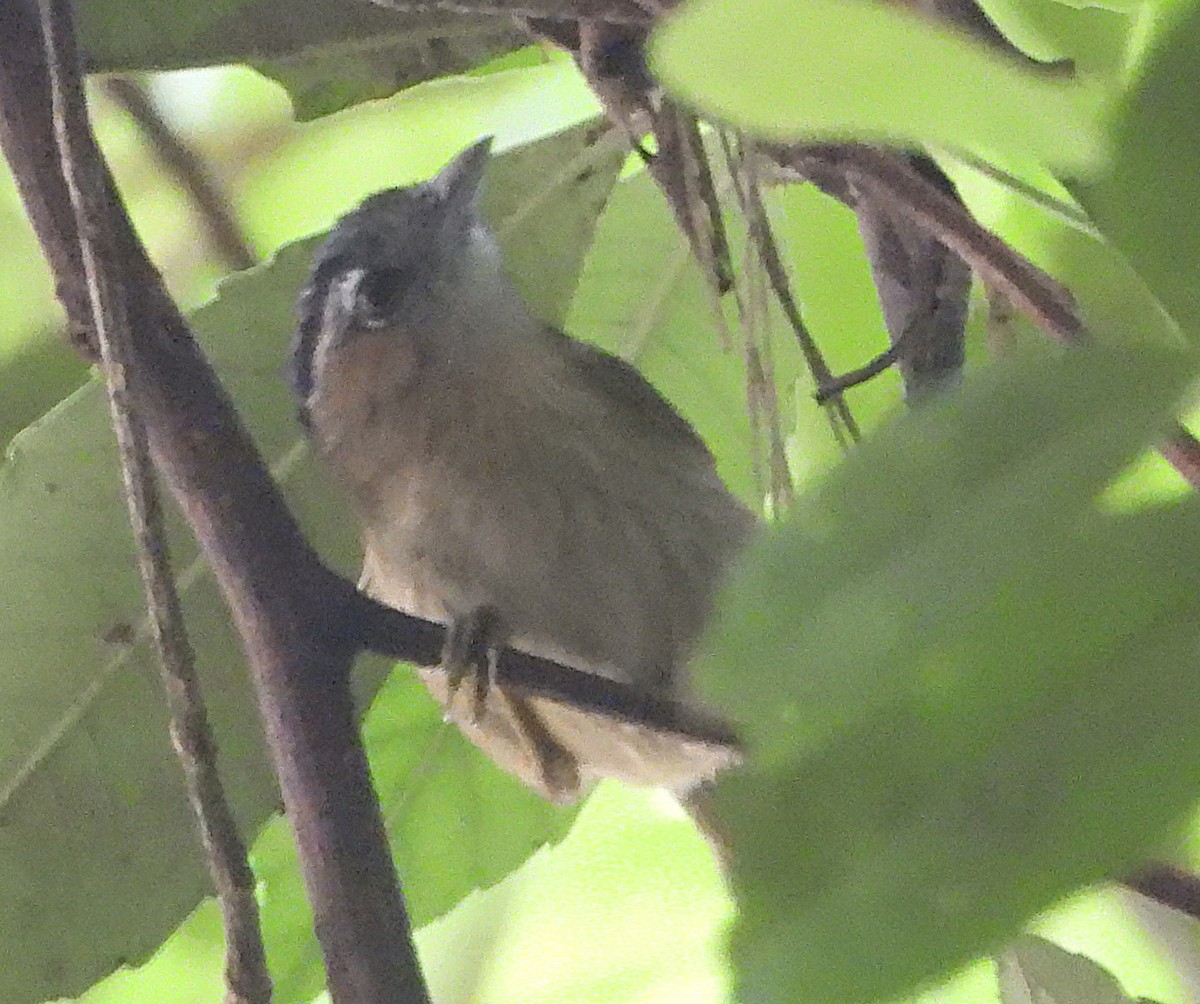 Gray-throated Babbler - ML636532389