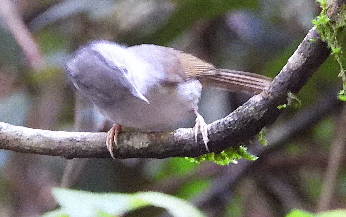 Mountain Fulvetta - ML636532398