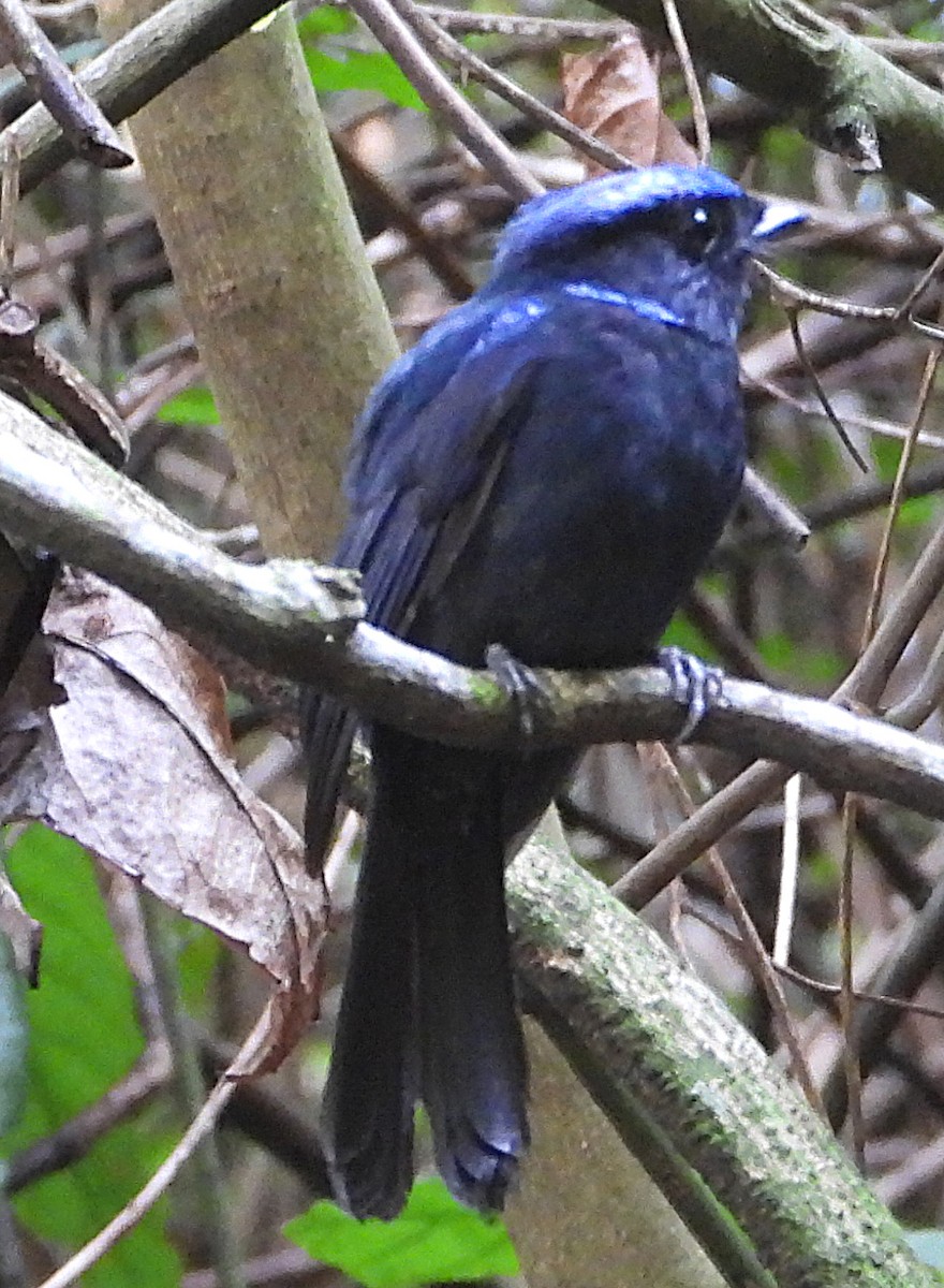 Large Niltava - ML636532406