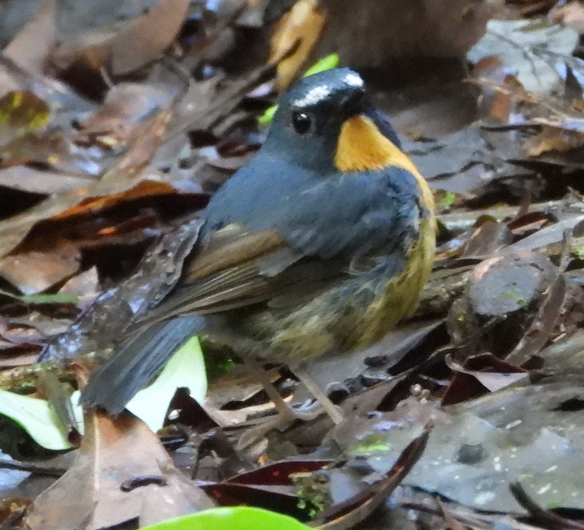 Snowy-browed Flycatcher - ML636532415
