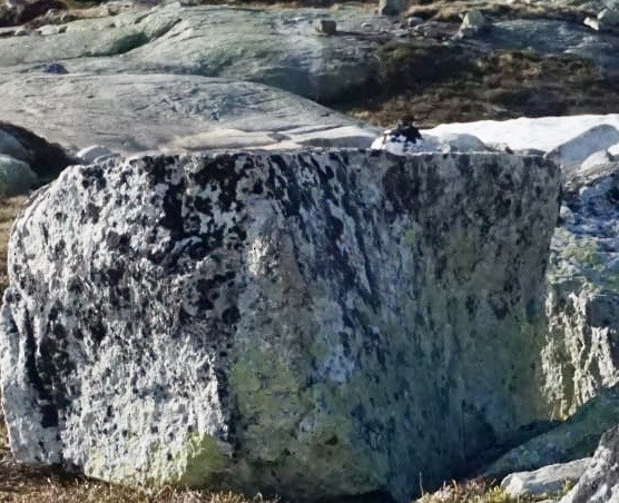 Rock Ptarmigan - ML636532423