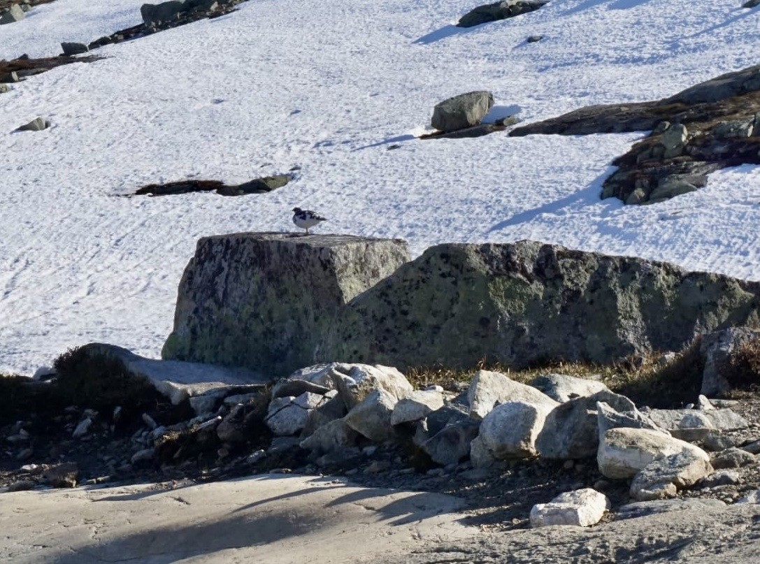 Rock Ptarmigan - ML636532424