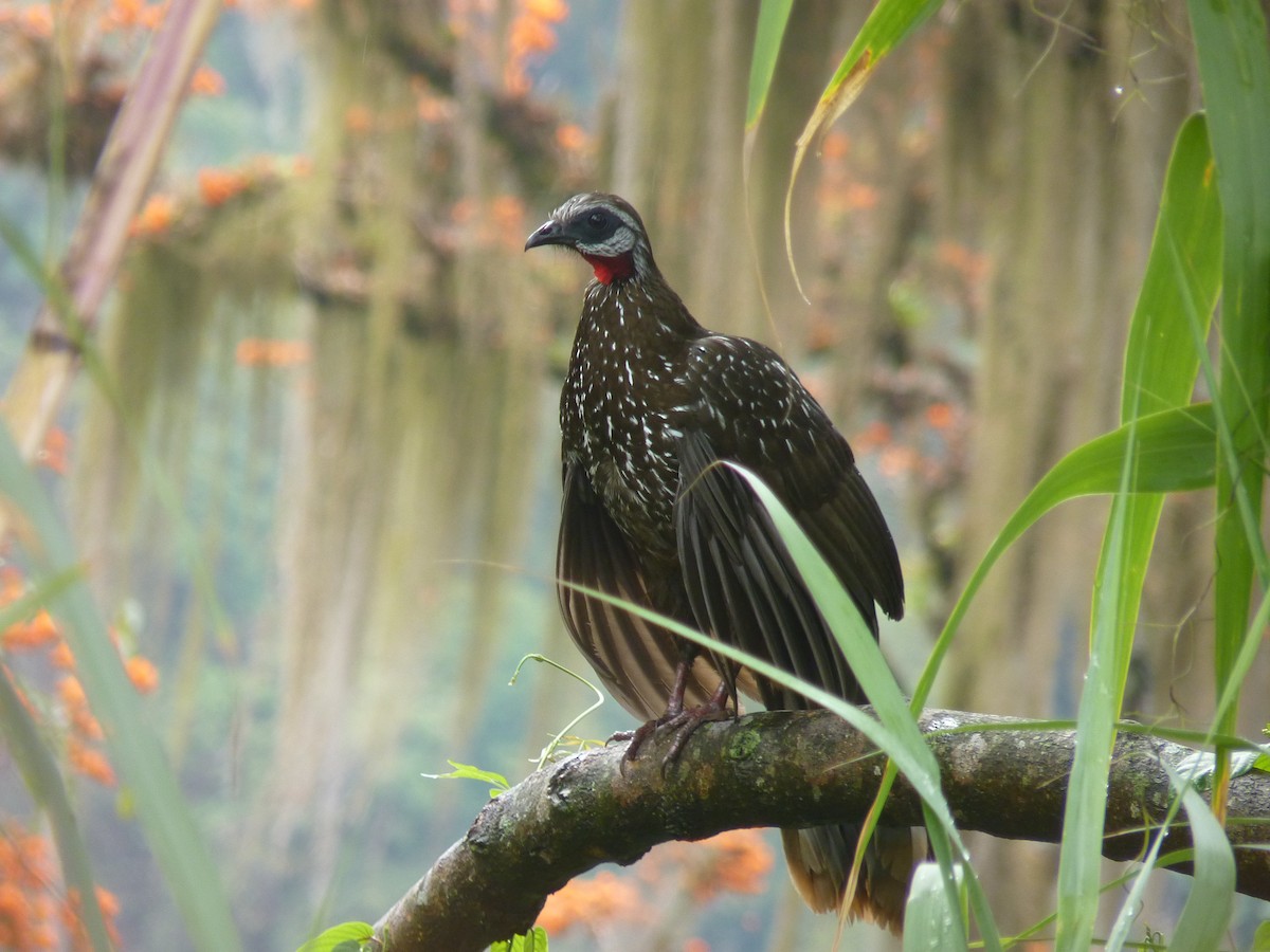 Band-tailed Guan - ML636532510