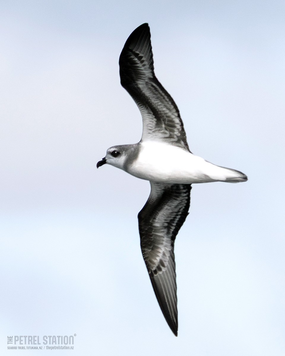 Soft-plumaged Petrel - ML636532592