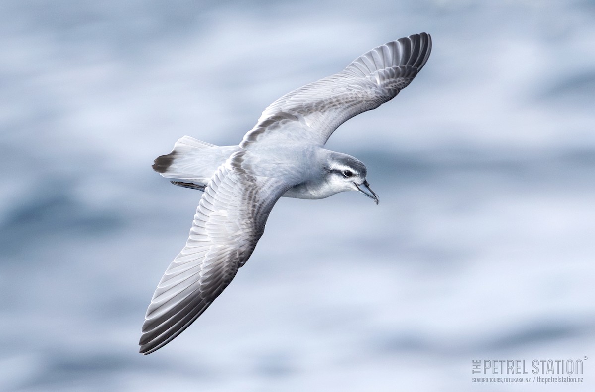 Antarctic Prion - ML636532602