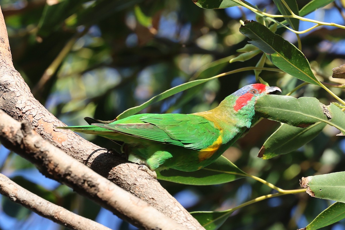 Musk Lorikeet - ML636532766