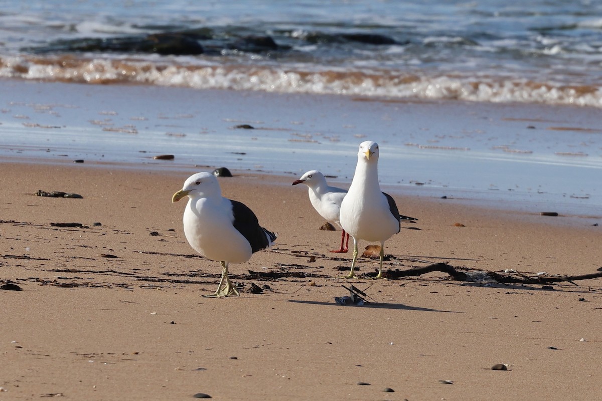 Kelp Gull - ML636532796