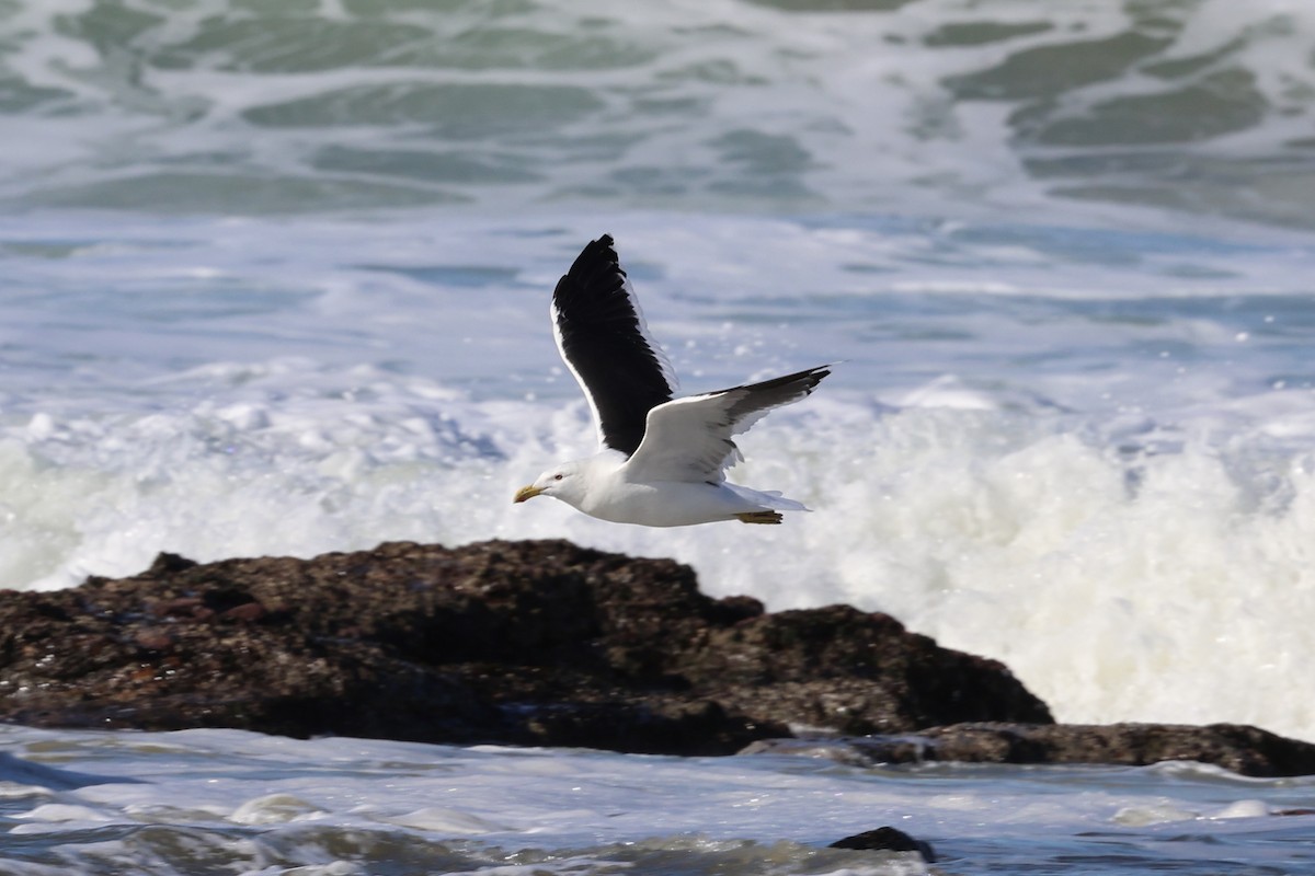 Kelp Gull - ML636532797