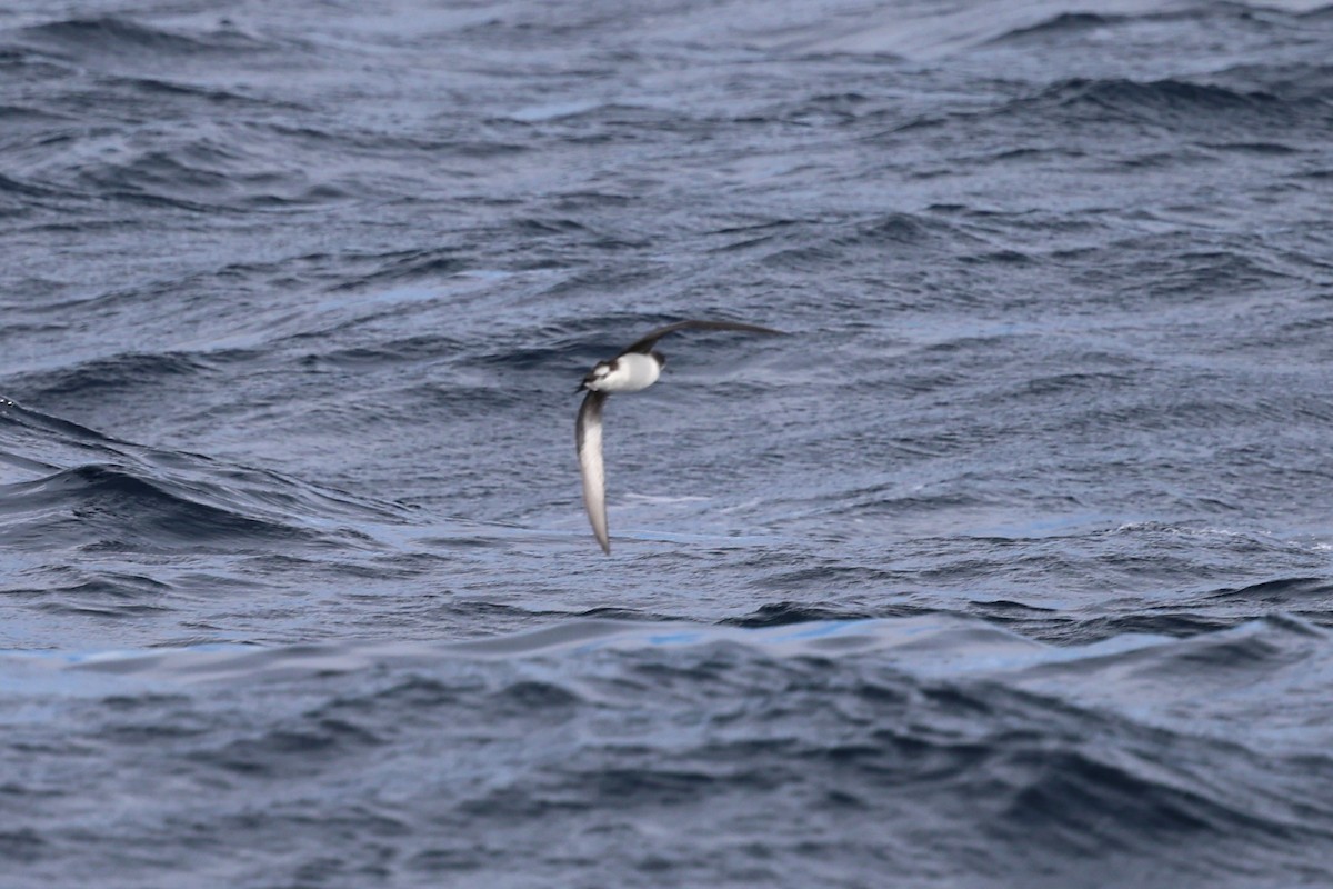 Hutton's Shearwater - ML636532997