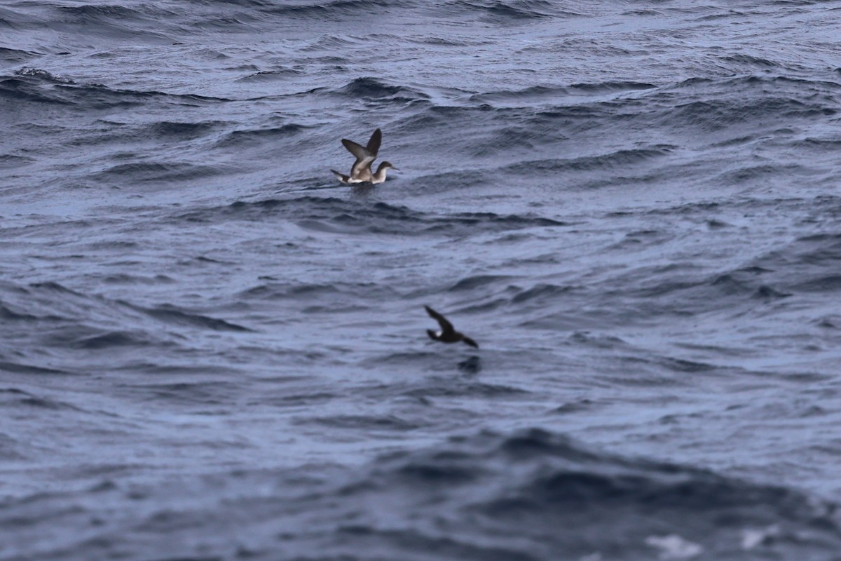 Hutton's Shearwater - ML636532998