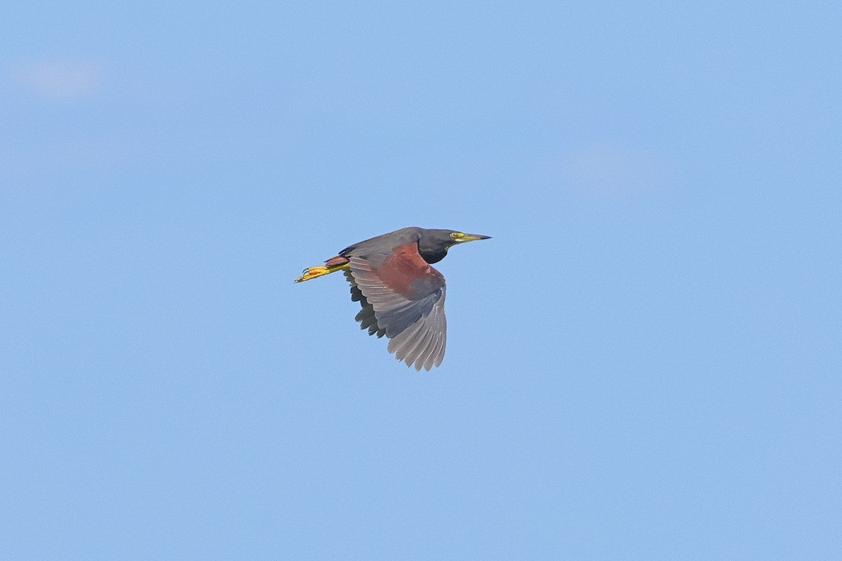 Rufous-bellied Heron - ML636533140
