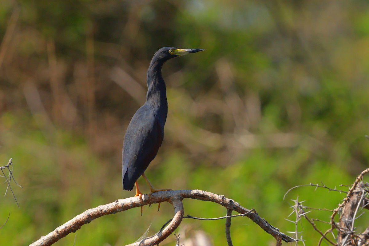 Rufous-bellied Heron - ML636533141