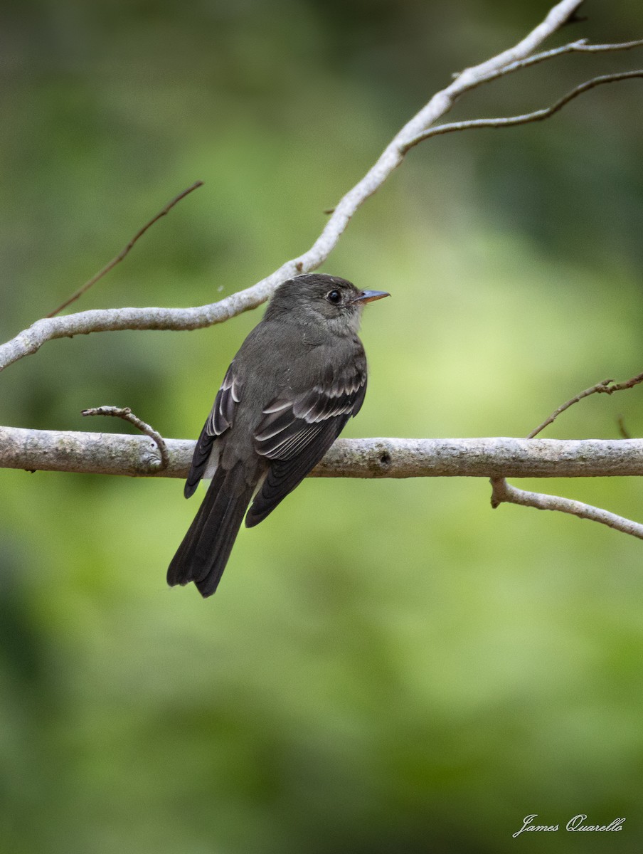 Eastern Wood-Pewee - ML636533348