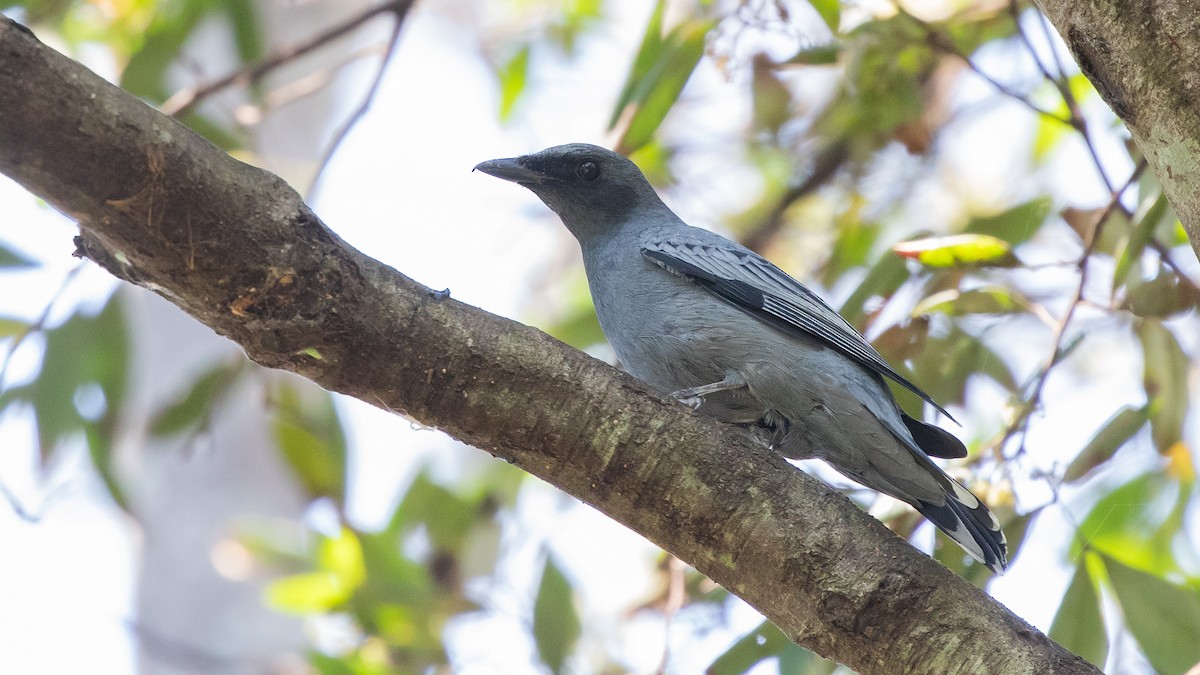 Sahul Cicadabird - ML636533425