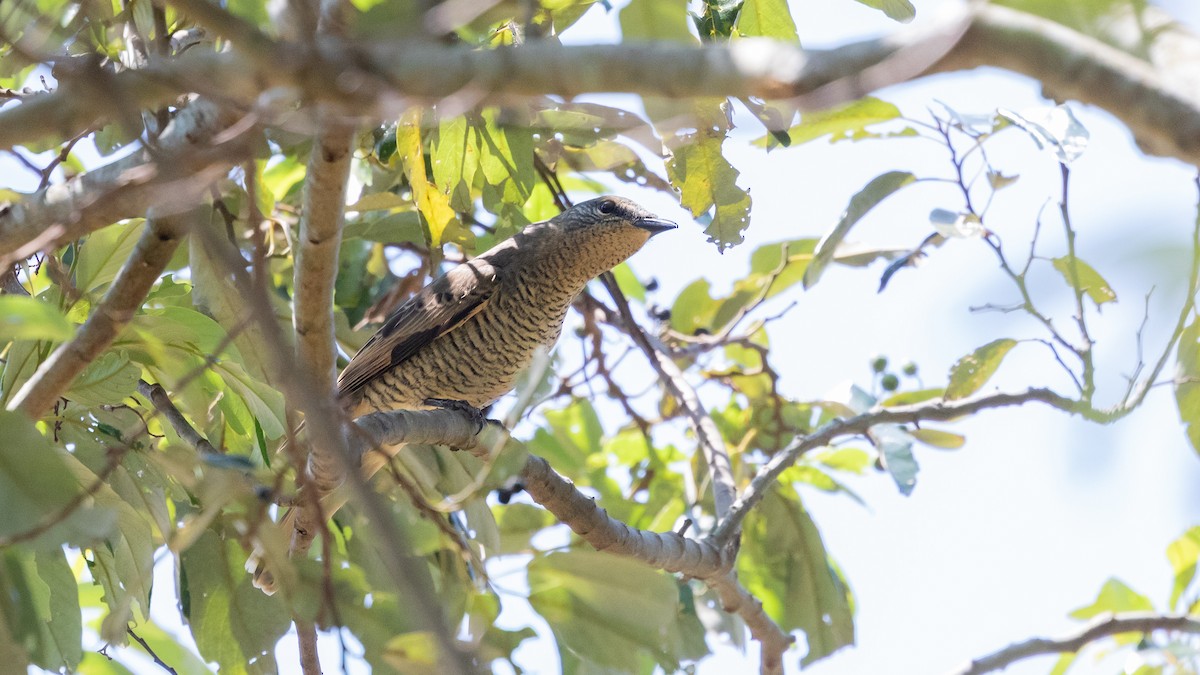 Sahul Cicadabird - ML636533426