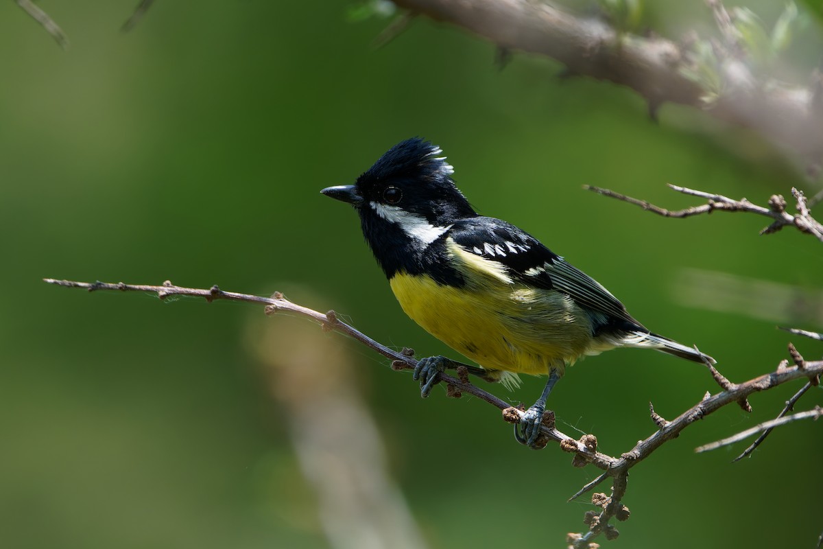 Mésange gracieuse - ML636533495