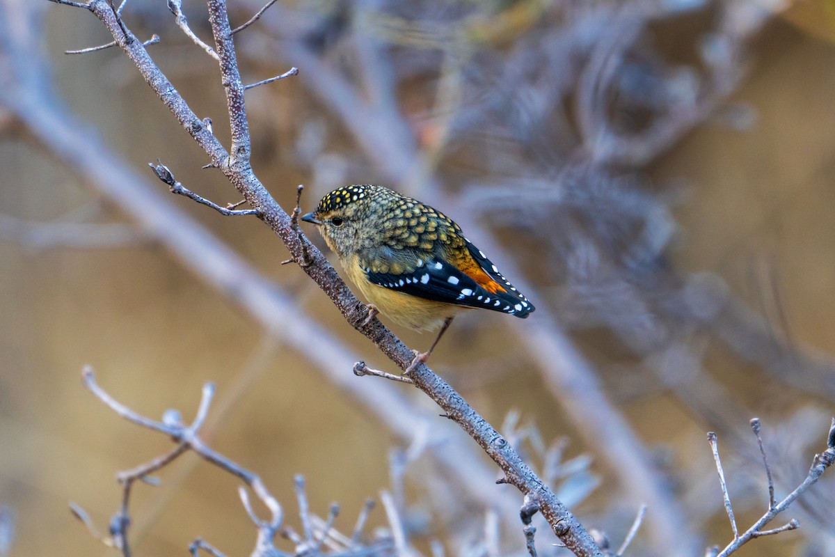 Spotted Pardalote - ML636533501