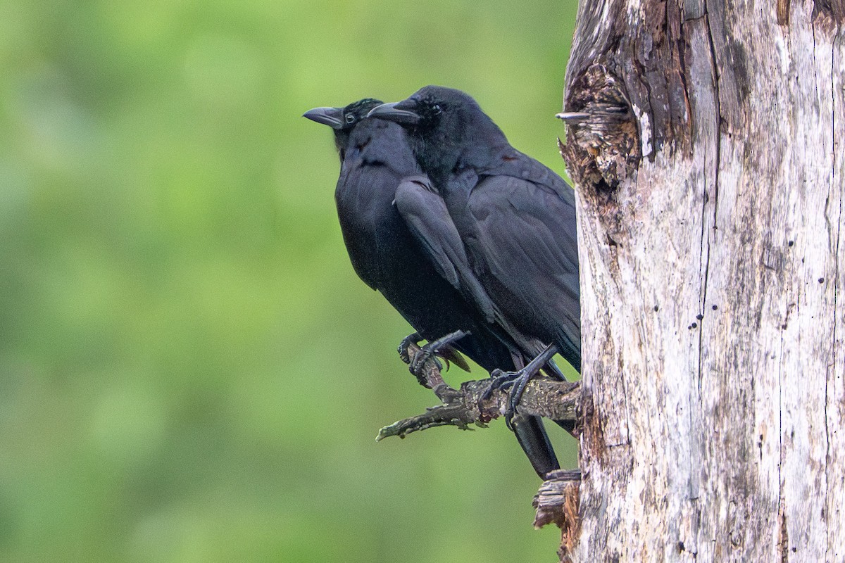 American Crow - ML636533509