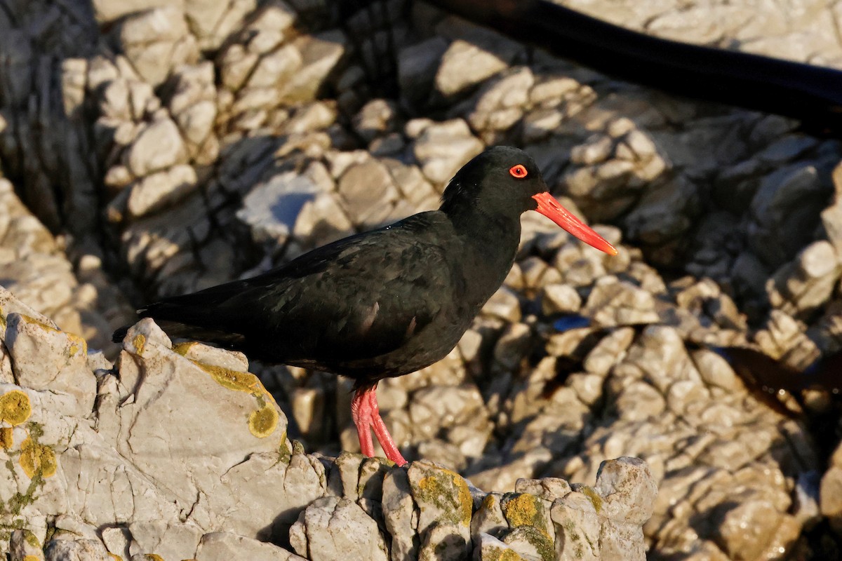 African Oystercatcher - ML636533583