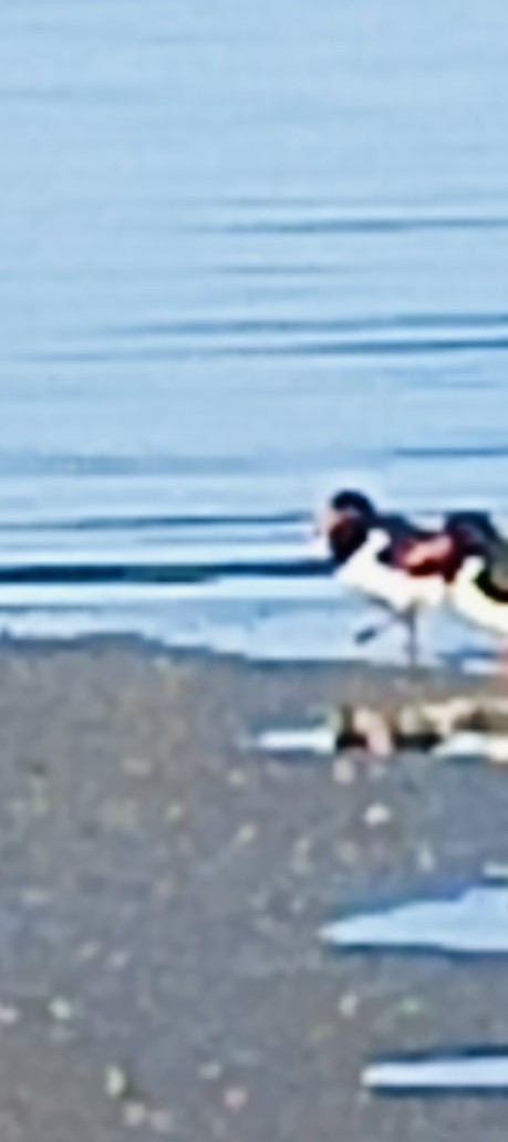 Variable Oystercatcher - ML636533603
