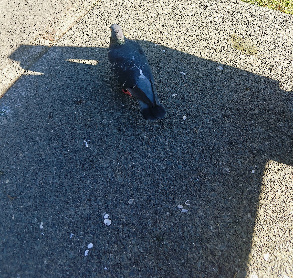 Rock Pigeon (Feral Pigeon) - ML636533619