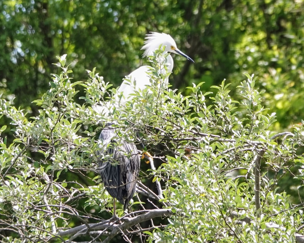 Snowy Egret - ML636533826