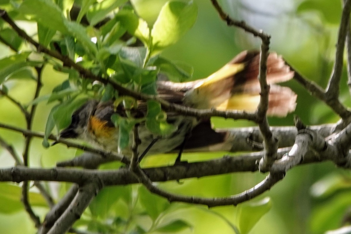 American Redstart - ML636533888