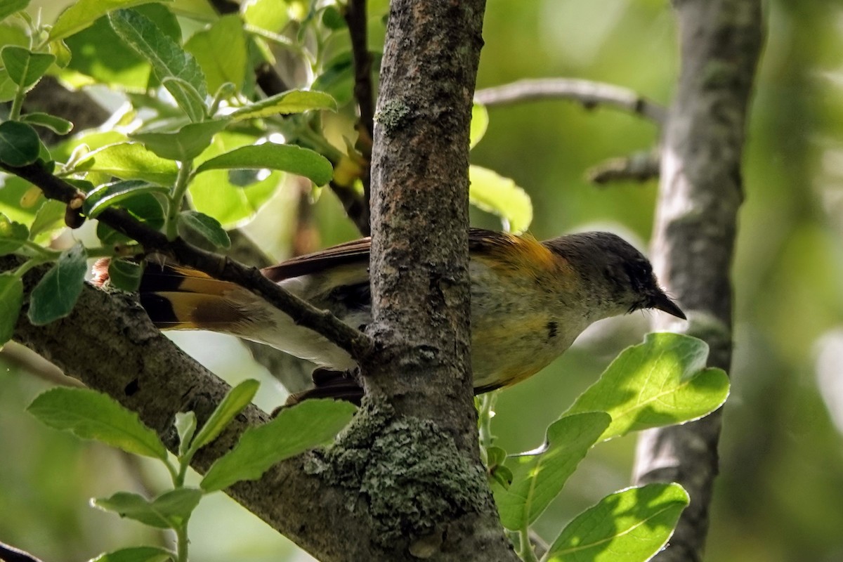 American Redstart - ML636533889