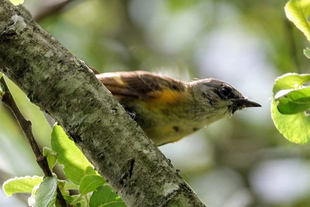 American Redstart - ML636533890