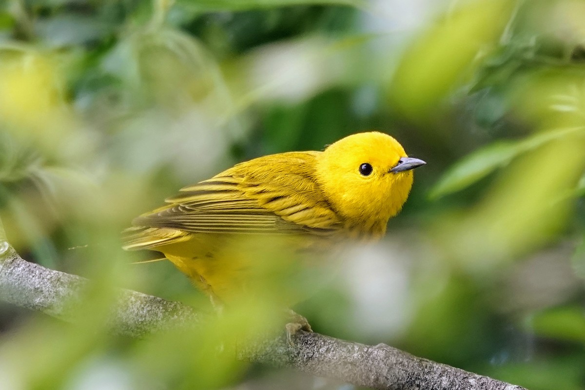 Yellow Warbler (Northern) - ML636533895