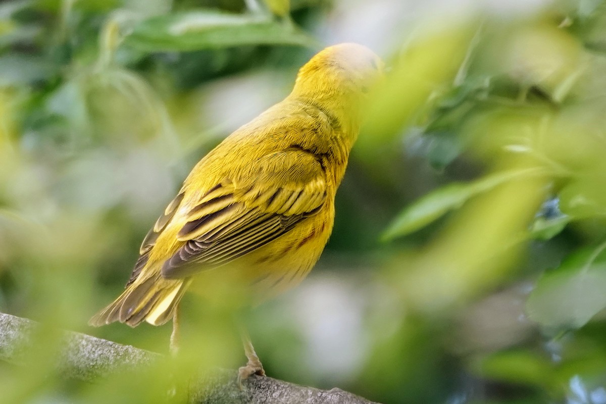 Yellow Warbler (Northern) - ML636533896