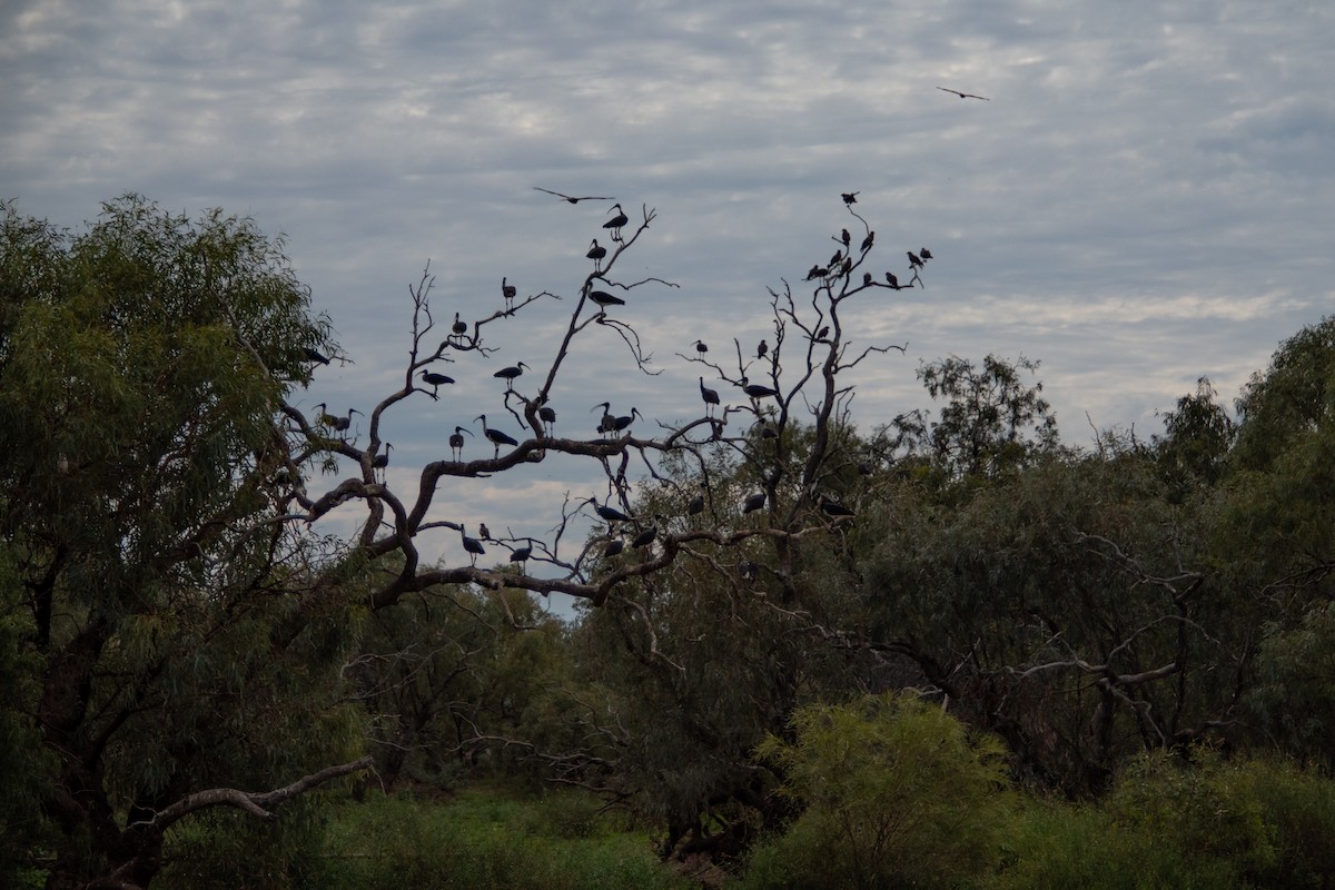 Straw-necked Ibis - ML636533959