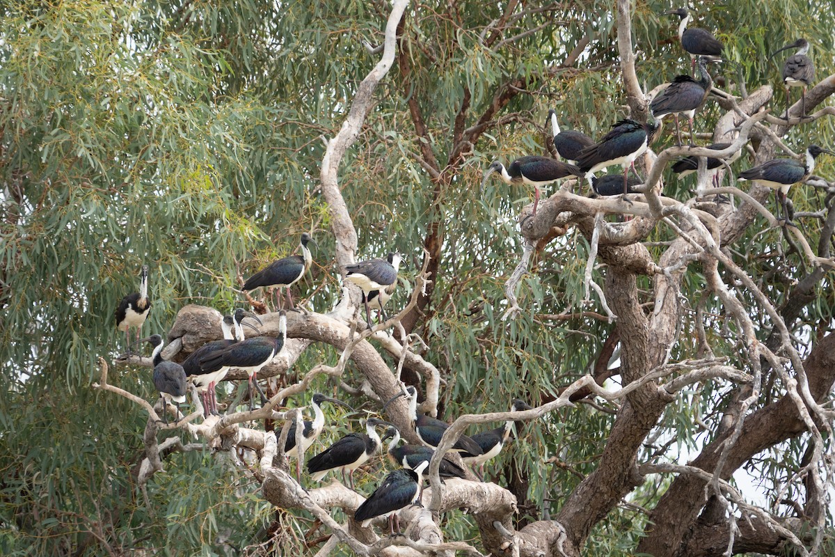 Straw-necked Ibis - ML636533960