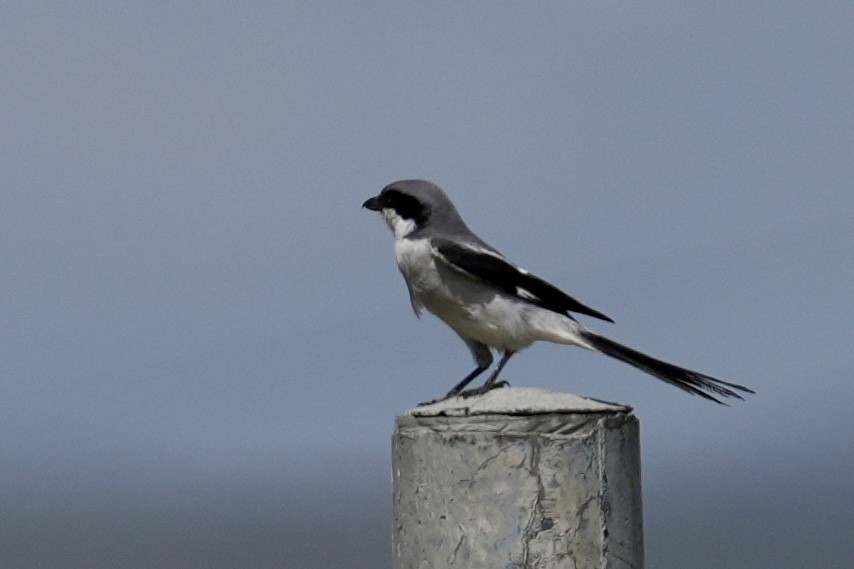 Giant Shrike - ML636534012