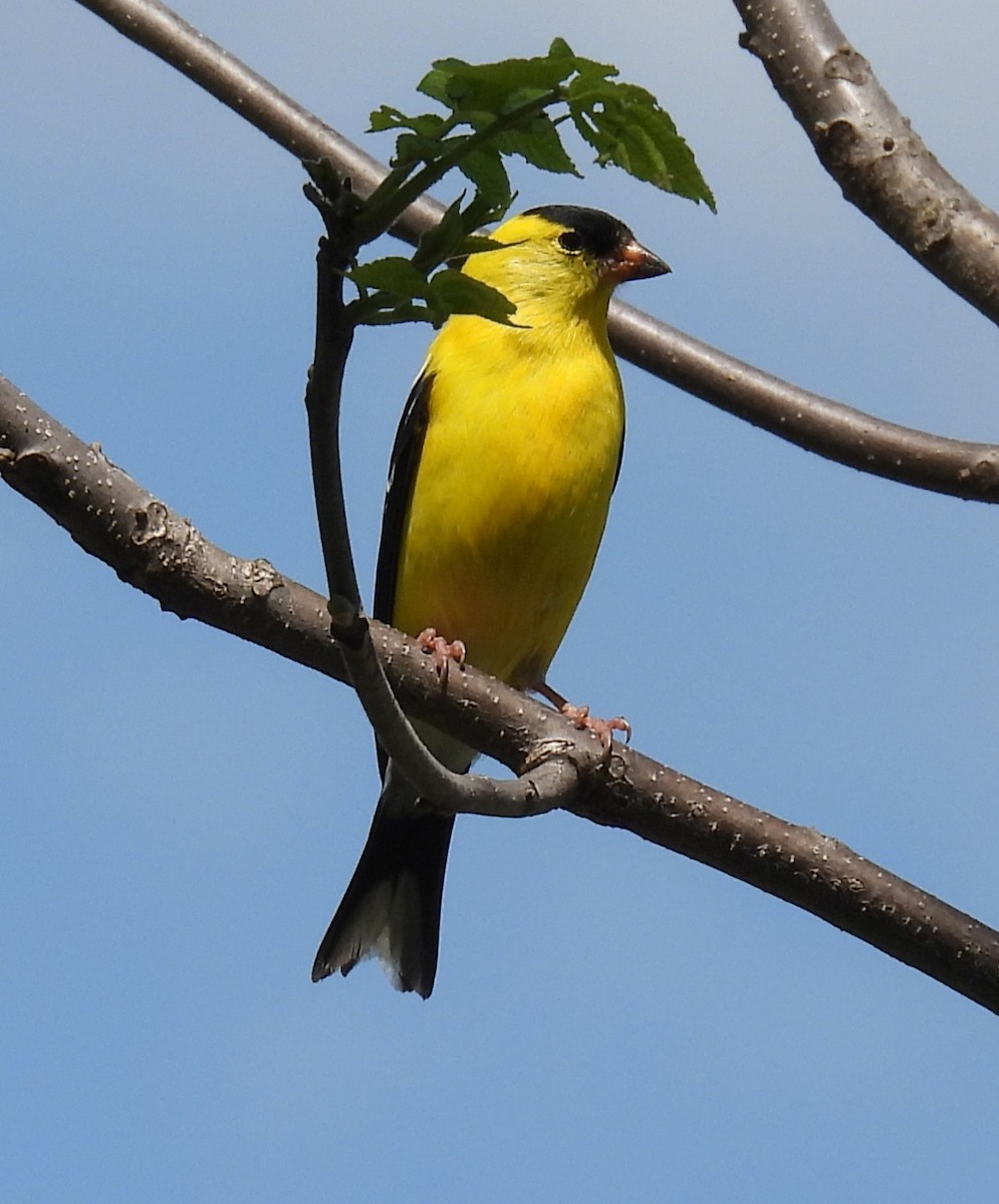 American Goldfinch - ML636534194