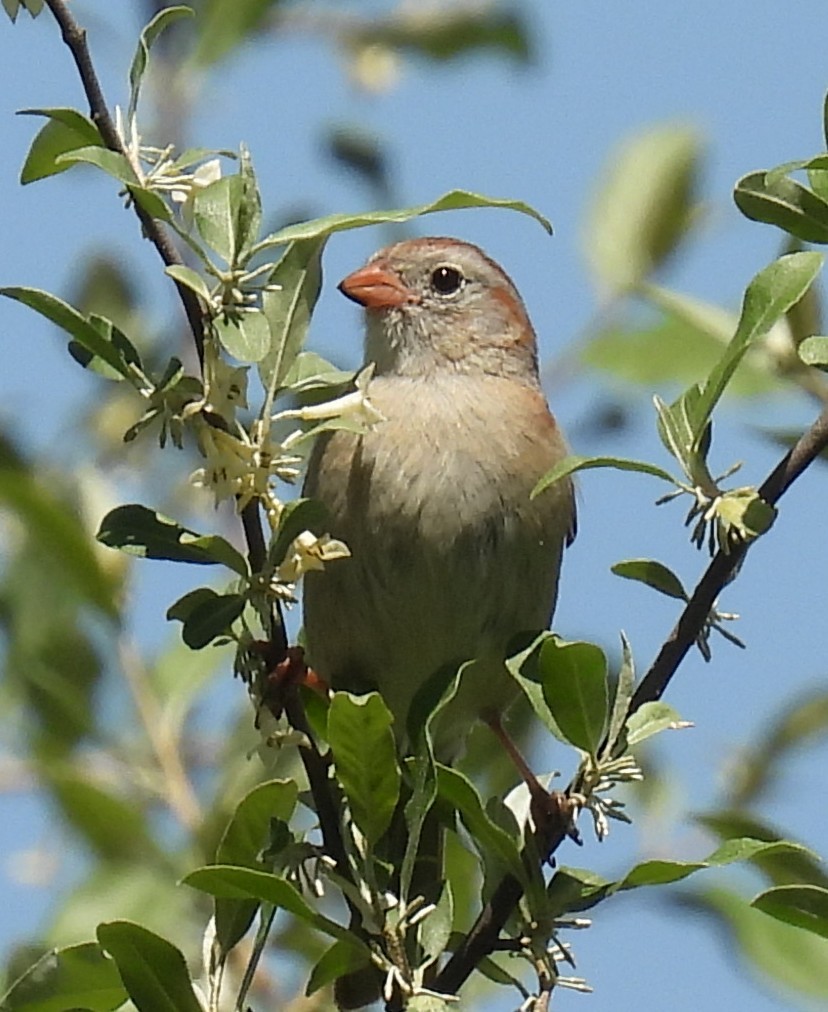 Field Sparrow - ML636534195
