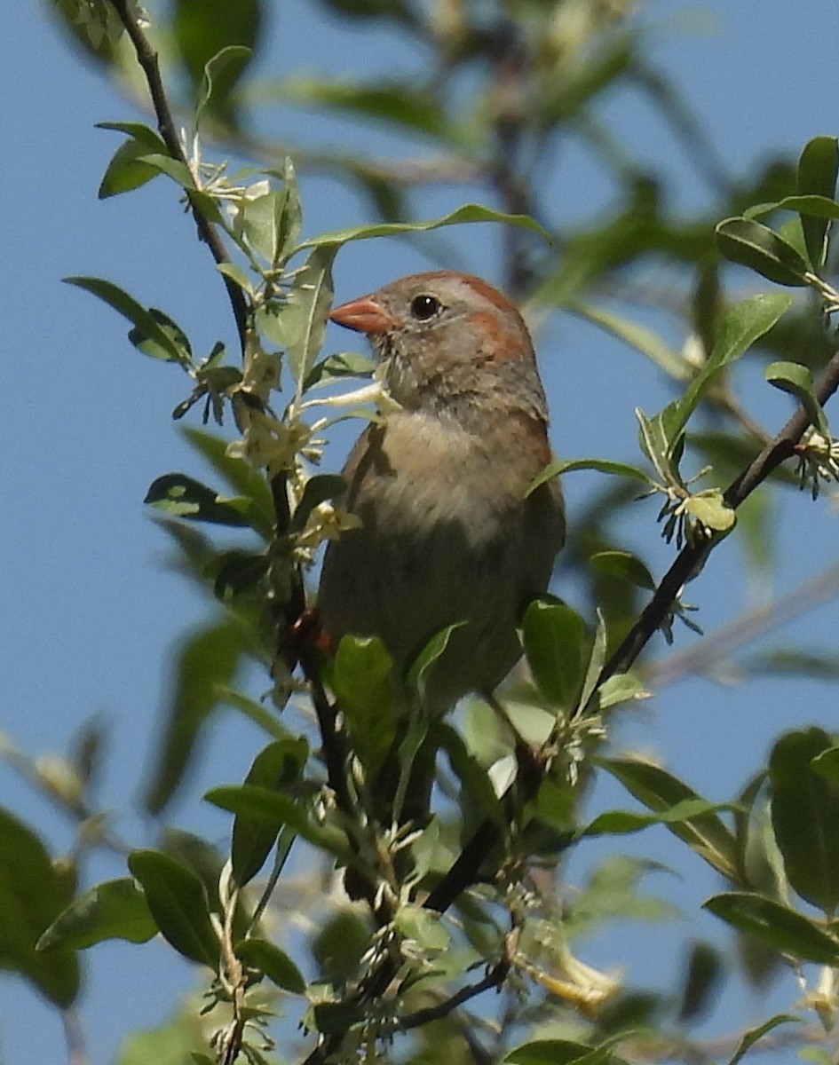 Field Sparrow - ML636534196