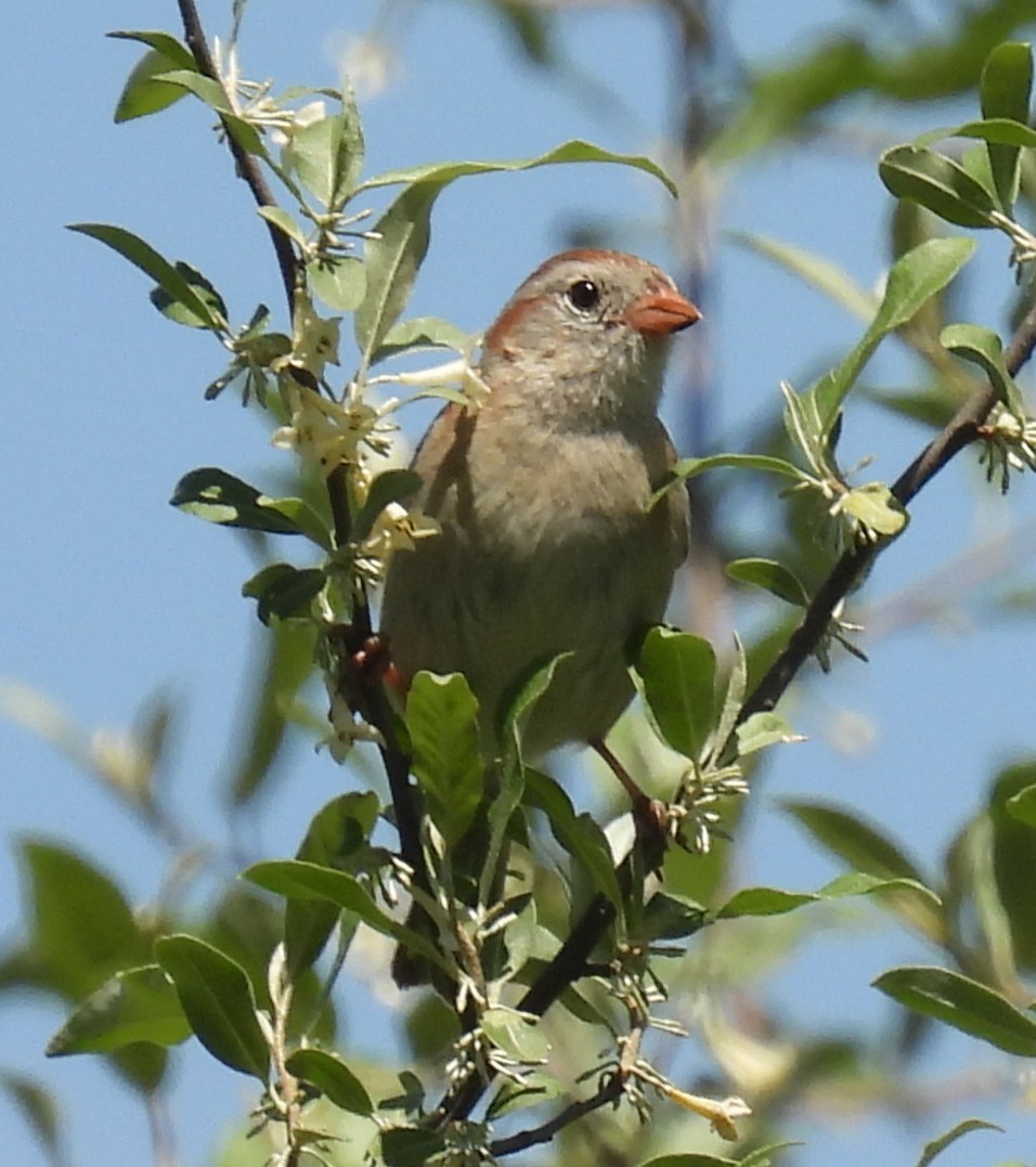 Field Sparrow - ML636534197