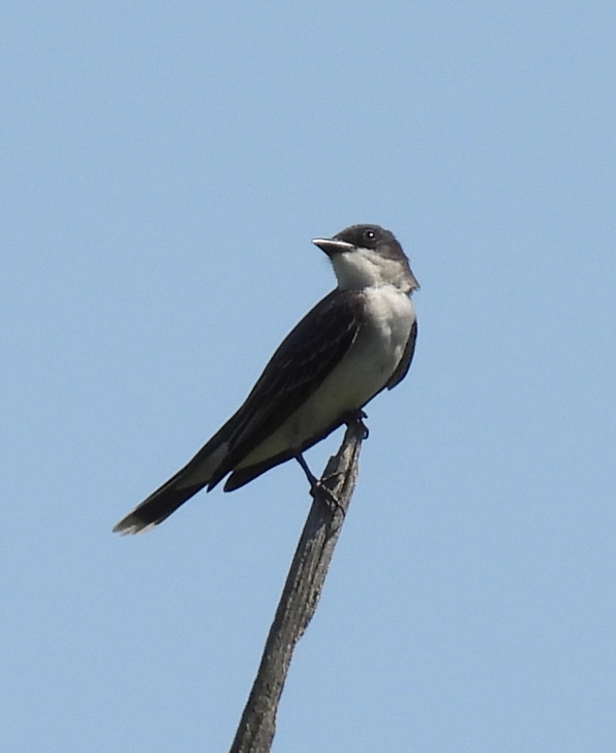 Eastern Kingbird - ML636534201