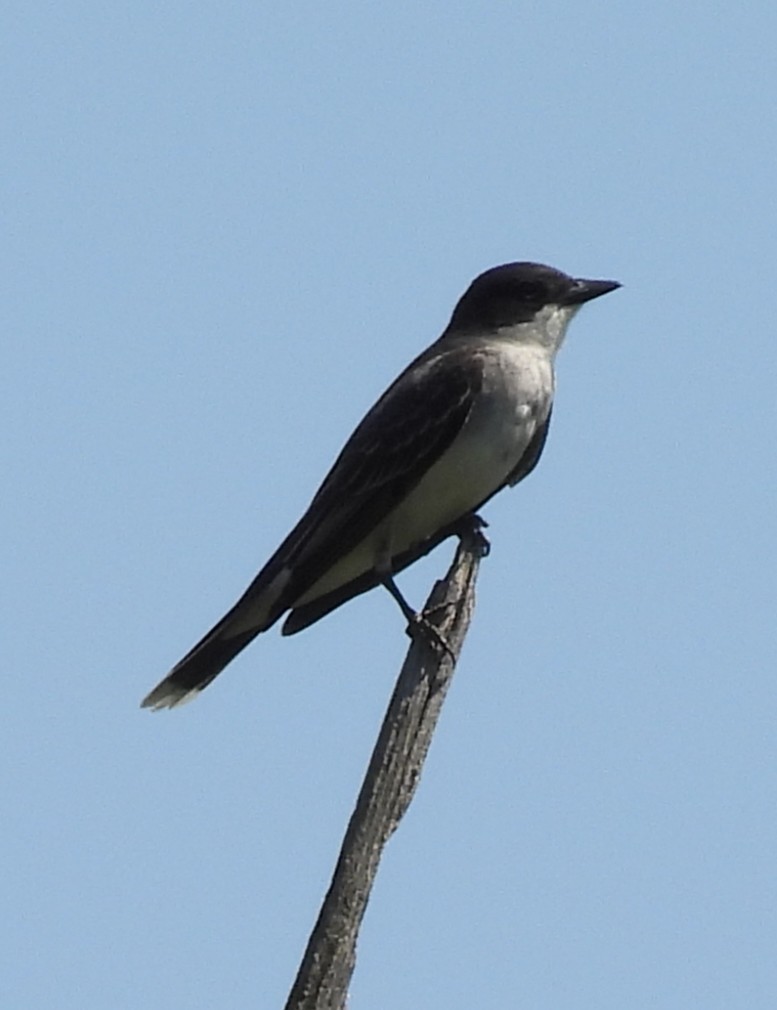 Eastern Kingbird - ML636534202