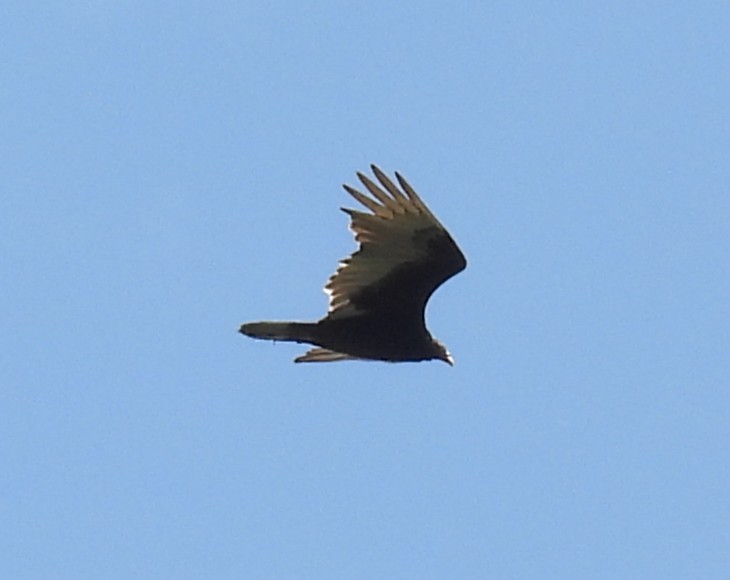 Turkey Vulture - ML636534205