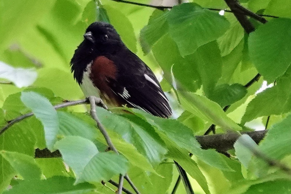 Eastern Towhee - ML636534238