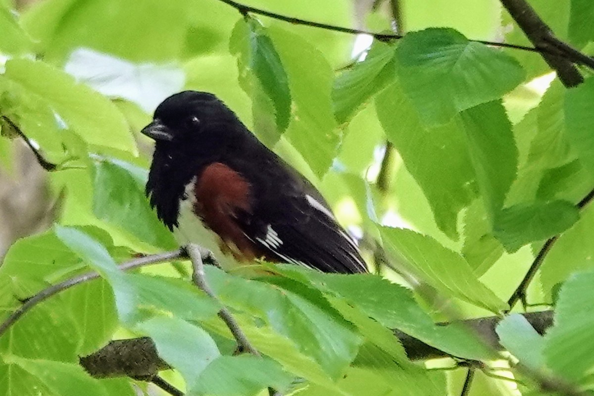 Eastern Towhee - ML636534239
